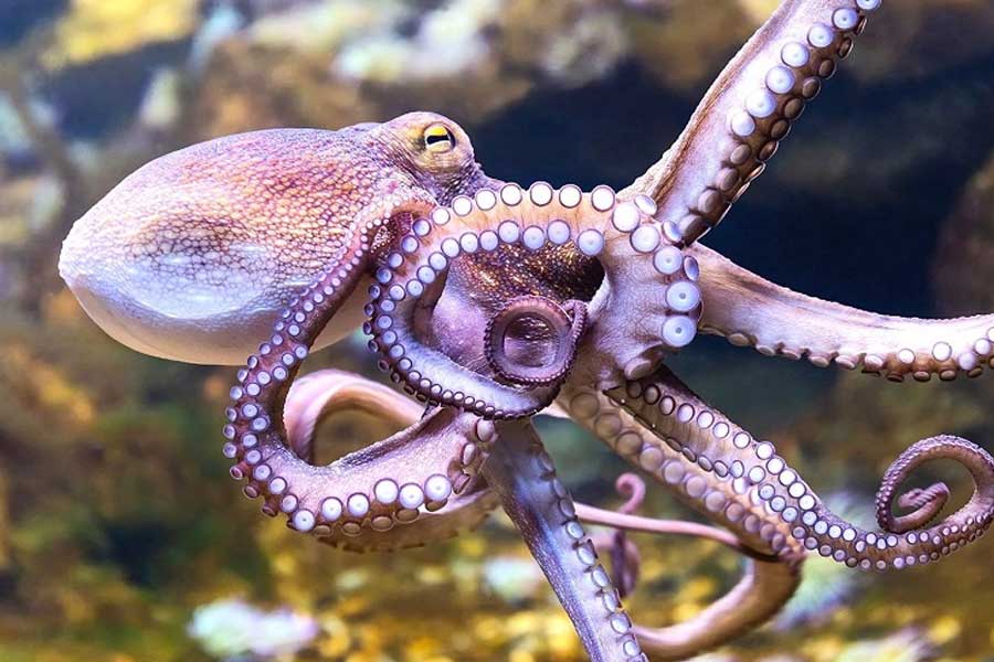 স্থানীয় সংবাদমাধ্যমে দেওয়া এক সাক্ষাৎকারে ক্যামেরন জানান, দিনের পর দিন অক্টোপাস পোষার ইচ্ছা জাঁকিয়ে বসেছিল ক্যালের। তিনি বলেন, ‘‘বড়দিন থেকে শুরু করে জন্মদিন— যে কোনও উৎসবেই আমাদের কাছে ক্যাল একটিই জিনিস চাইত— তা হল অক্টোপাস। তাই ও যখন ন’বছরে পা দিল, তখন জন্মদিন উপলক্ষে ওকে অক্টোপাস উপহার দেওয়ার সিদ্ধান্ত নিলাম।’’