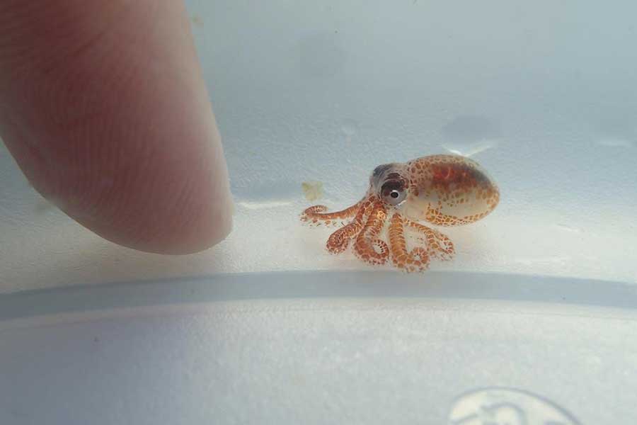 অক্টোপাস কিনতে বাড়ির কাছাকাছি একটি অ্যাকোয়ারিয়াম সেন্টারে যোগাযোগ করেন ক্যামেরন। ২০২৩ সালের অক্টোবর মাসে সেখান থেকে ‘ক্যালিফর্নিয়া টু-স্পট’ প্রজাতির একটি স্ত্রী অক্টোপাস কিনে বাড়ি নিয়ে যান ক্যামেরন।