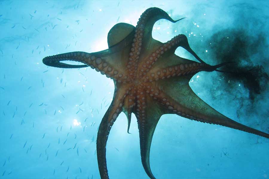 টেরান্সের শারীরিক বৃদ্ধি লক্ষ করে অবাক হয়ে যান ক্যামেরন। কিছু দিন পার হতে না হতেই ক্যামেরন দেখেন একসঙ্গে ৫০টি ডিম পেড়েছে টেরান্স। তা দেখেই চমকে যান ক্যামেরন।