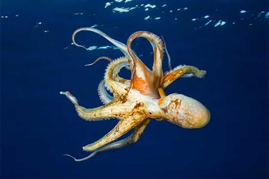 বিশেষজ্ঞেরা জানান, সব ডিম ফুটে শিশু অক্টোপাসের জন্ম নেবে না। এমনকি কয়েকটি ডিম ফুটে বাচ্চা বেরোনোর পর মারা যাবে টেরান্স। এমনটাই ক্যামেরনকে জানান সামুদ্রিক প্রাণী বিশেষজ্ঞেরা।