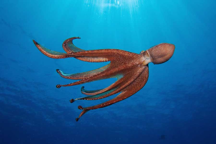 সাক্ষাৎকারে ক্যামেরন বলেন, ‘‘আমি বুঝতে পারছিলাম না ঠিক কী করব। ক্যালের সব কিছু জুড়ে টেরান্স রয়েছে। আমি নিজেই ওকে উপহার দিয়েছিলাম। এখন আমি মুখ ফিরিয়ে দিতে পারি না।’’