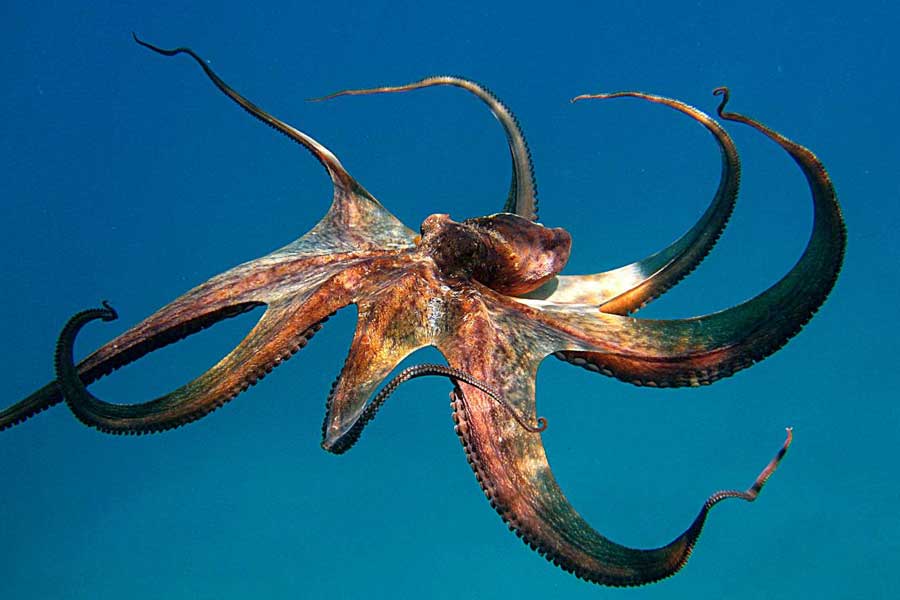 টেরান্স এবং তার শিশুদের ভবিষ্যতের কথা চিন্তা করে বিশেষ ধরনের ‘সল্ট ওয়াটার’ অ্যাকোয়ারিয়াম কেনেন ক্যামেরন। তার পাশাপাশি জল সরবরাহের জন্য উপযুক্ত ব্যবস্থা এব‌ং প্রয়োজনীয় খাবারও অনলাইন মাধ্যম থেকে কেনেন তিনি। ক্যামেরন জানান, প্রায় এক লক্ষ টাকার কাছাকাছি খরচ হয় তাঁর।