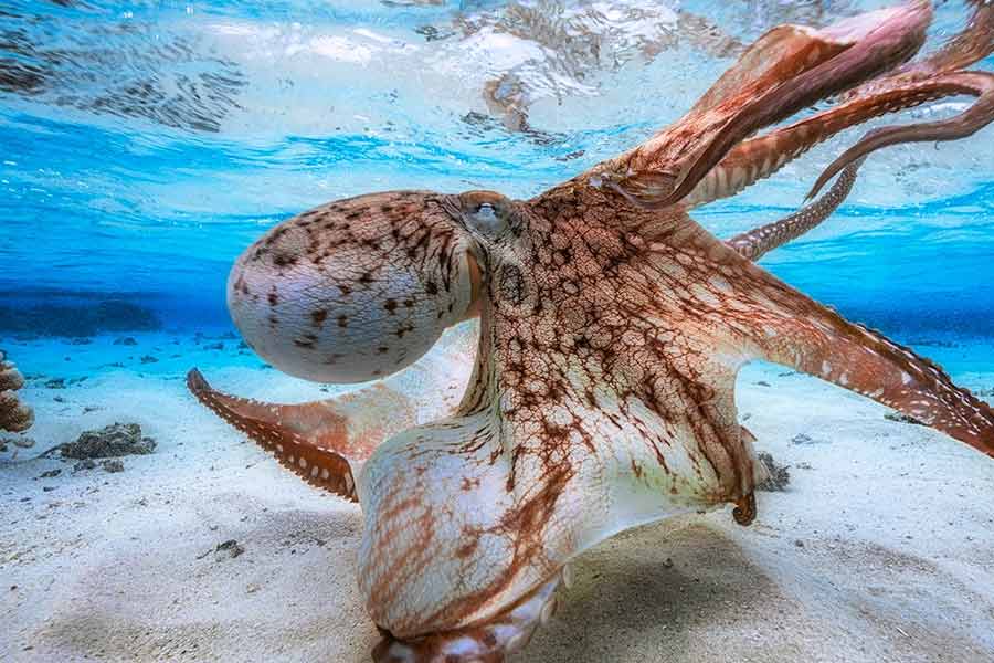 ৫০টি শিশু অক্টোপাসের জন্য ৫০টি আলাদা আলাদা অ্যাকোয়ারিয়াম তৈরি করেন ক্যামেরন। এতগুলি অ্যাকোয়ারিয়াম রাখার কারণে বাড়িরও কিছু ক্ষয়ক্ষতি হয় ক্যামেরনের। বিদ্যুৎ সংযোগ নিয়ে সমস্যা দেখা দেয়। সব মিলিয়ে লক্ষ লক্ষ টাকা খরচ হয়ে যায় তাঁর।