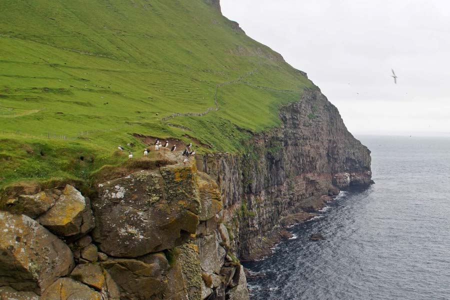 স্থানীয়দের মুখে শোনা যায়, নব্য প্রস্তর যুগে উত্তর ইউরোপ থেকে একপাল কালো ভেড়া নিয়ে লিটলা দিমুন দ্বীপে আস্তানা গড়েছিলেন সেখানকার বাসিন্দারা। যুদ্ধ হওয়ার কারণে সেখানকার সকল বাসিন্দাই পালিয়ে নরওয়ে চলে যান। দ্বীপের মধ্যে ফেলে যান ভেড়াগুলো।