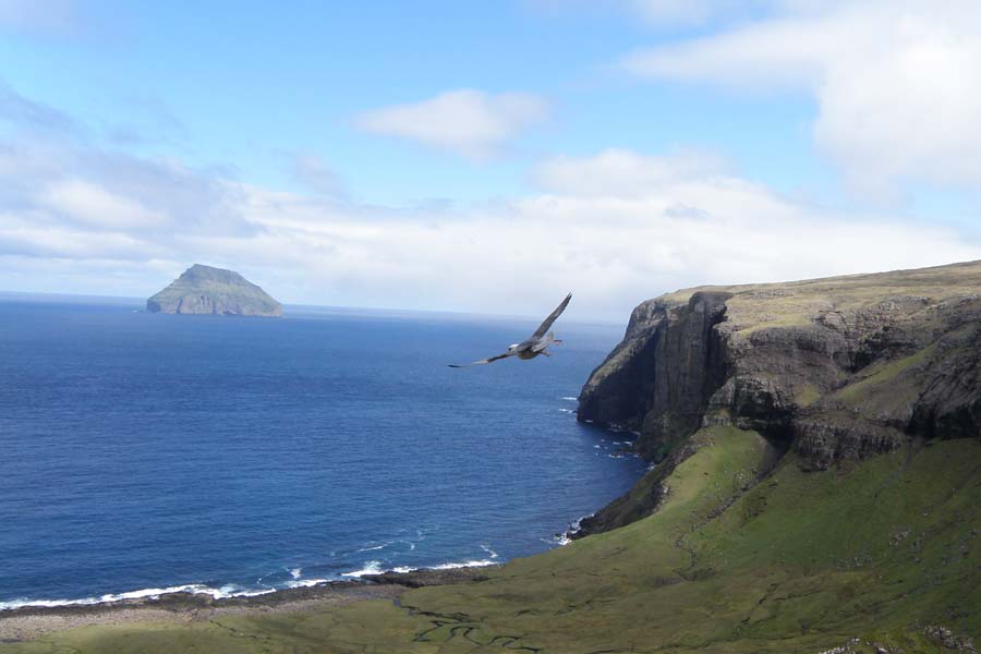 লিটলা দিমুন দ্বীপের ভেড়াগুলি বেঁধে আবার নৌকা করে ভালবা এবং স্যান্ডভিক গ্রামে ফিরে যান সেখানকার বাসিন্দারা। তার পর গ্রামেই সেই ভেড়া পালন করেন। বহু শতাব্দী ধরে এ ভাবেই দ্বীপ থেকে ভেড়া নিয়ে গ্রামে নিয়ে যান গ্রাম দু’টির বাসিন্দারা।