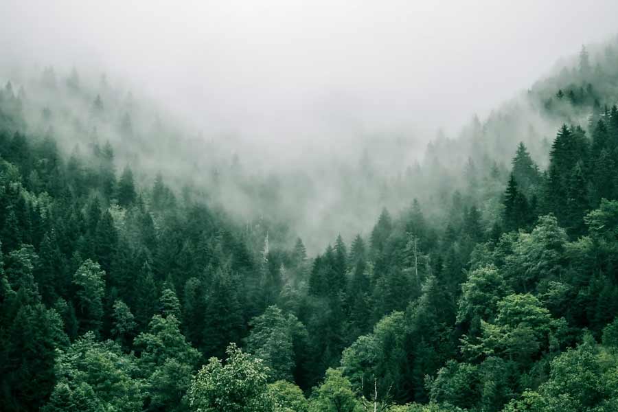 প্রায় ৩২ কোটি একর জমি জুড়ে জঙ্গল। আয়তনে দক্ষিণ আফ্রিকার সমতুল্য। নব্বইয়ের দশকে গাছ কাটার কারণে ব্রাজিলের একাংশের ঘন জঙ্গলের অস্তিত্ব পুরোপুরি মুছে যায়। দুই দশক জু়ড়ে সেই এলাকায় ২০ লক্ষ গাছের চারা পুঁতে আবার নতুন ভাবে অরণ্য তৈরি করেন ব্রাজিলের এক দম্পতি।