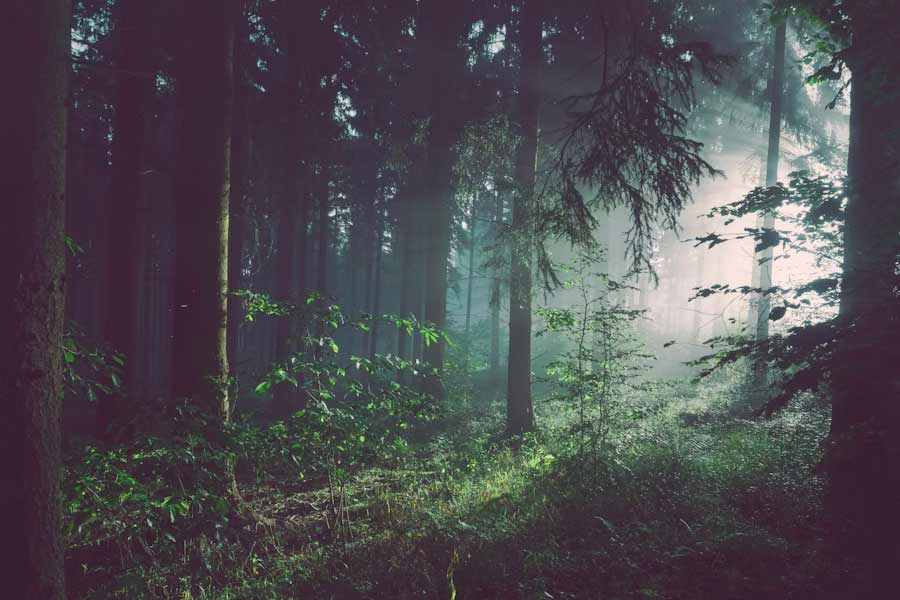 ১৯৪৪ সালে ব্রাজিলে জন্ম সেবাস্টিয়াও রিবেইরো সালগাদোর। সে দেশের খ্যাতনামী চিত্রসাংবাদিক তিনি। পেশার প্রয়োজনে বিশ্বের ১২০টি দেশ ঘুরে ফেলেছেন তিনি। তাঁর কলমে লেখা রয়েছে একাধিক বই। ছবি তোলার পেশাই তাঁর জীবনকে অন্য মোড়ে দাঁড় করায়।