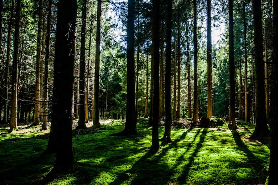 ২০১৫ সালে দেওয়া এক সাক্ষাৎকারে সেবাস্টিয়াও জানিয়েছিলেন, ১৯৯৪ সালে মধ্য আফ্রিকার রোয়ান্ডায় যুদ্ধ চলাকালীন সেই বিষয়ে তথ্যচিত্র তৈরি করতে গিয়েছিলেন তিনি। কিন্তু ঘটনার ভয়াবহতা সহ্য করতে পারেননি।