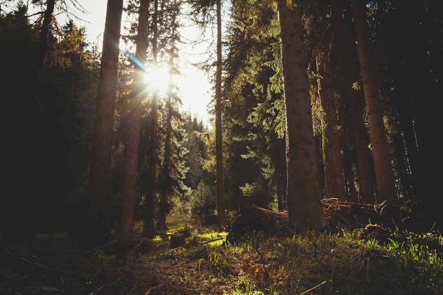 যুদ্ধের ভয়াবহতায় মানসিক ভাবে ভেঙে পড়েন সেবাস্টিয়াও। কাজ থেকে কিছু দিনের জন্য বিরতি নিয়ে ব্রাজ়িলে নিজের বাড়িতে চলে যান তিনি। বেশ কয়েক বছর পর বাড়ি ফিরে চমকে ওঠেন চিত্রসাংবাদিক।