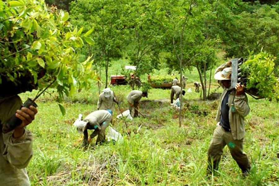 সেবাস্টিয়াও বলেছিলেন, ‘‘আমি যেমন ভিতর থেকে মরে গিয়েছিলাম, জায়গাটি দেখেও মৃত বলে মনে হয়েছিল। আমার স্ত্রীকে সেই কথা জানানোয় ও বলেছিল, আবার নতুন করে সেখানে প্রাণ সঞ্চার করা হবে।’’