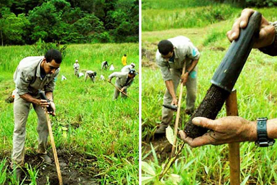 যেমন ভাবা, তেমন কাজ। ব্রাজিলে নিজস্ব সংস্থা গড়ে তোলেন সেবাস্টিয়াও এবং লেইলা। সেই সংস্থার তরফে চার লক্ষ চারাগাছ পোঁতা হয়। ৩২ কোটি একর জমি জুড়ে গাছের চারা পুঁততে শুরু করেন দম্পতি।