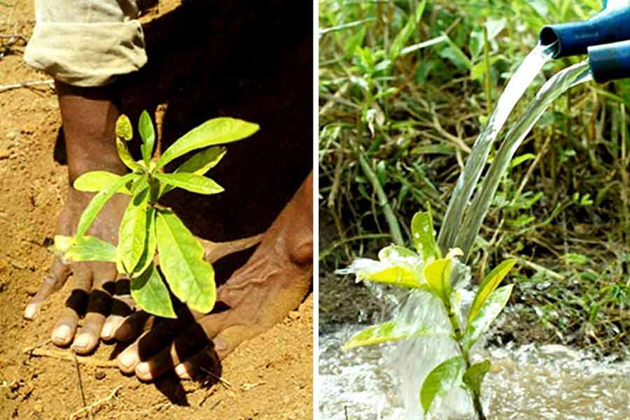 স্থানীয় এলাকায় যে গাছগুলি বেড়ে ওঠে সেই গাছের বীজ পোঁতার সিদ্ধান্ত নেন সেবাস্টিয়াও এবং লেইলা। সাক্ষাৎকারে সেবাস্টিয়াও বলেছিলেন, ‘‘ঘন জঙ্গল তৈরির পরিকল্পনা করলে শুধু গাছ লাগালেই হয় না। এলাকাটি এমন ভাবে তৈরি করতে হয় যে আশপাশ থেকে পোকামাকড়, সাপখোপ আসতে পারে। বিভিন্ন প্রজাতির জীবজন্তুও যেন আশ্রয় নিতে পারে। তা হলেই সামগ্রিক ভাবে একটি অরণ্য বেড়ে উঠতে পারে।’’