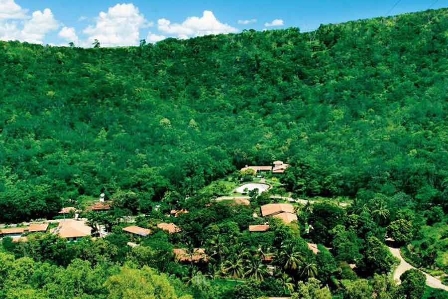 পরিকল্পনা মতো এগিয়ে যেতে থাকেন সালগাদো দম্পতি। দুই দশক ধরে গাছের চারা পুঁতে ওই এলাকায় সত্যিই জঙ্গল তৈরি করে ফেলেন তাঁরা।