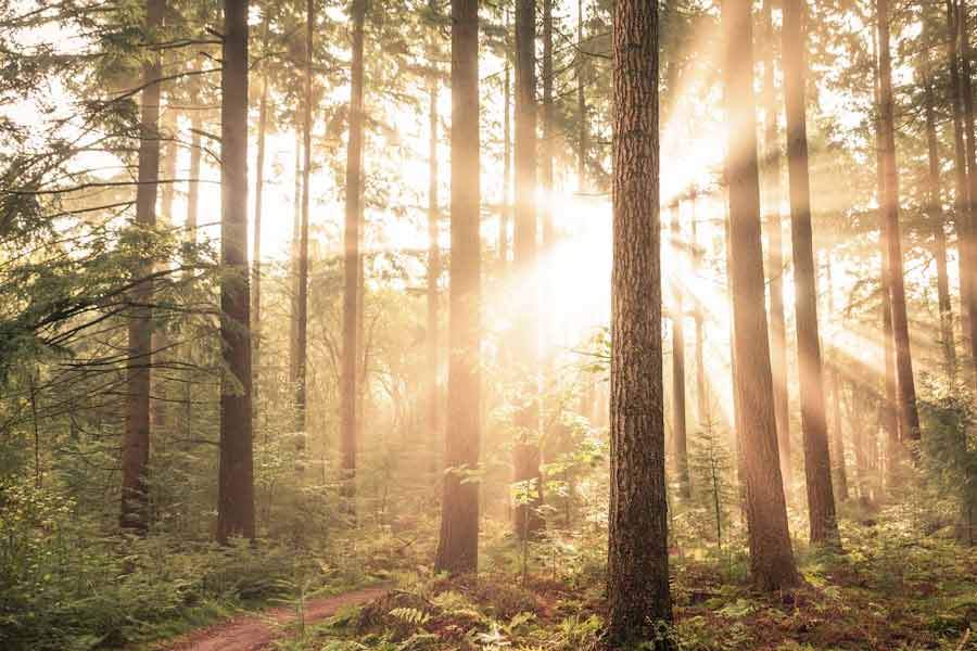 পরিবেশ বিজ্ঞানীদের মতে, প্রতি বছর এক কোটি একর জমিতে তৈরি হওয়া জঙ্গল কেটে ফেলা হয়। সেবাস্টিয়াও যখন বাড়ি গিয়েছিলেন তখন এলাকার মাত্র ০.৫ শতাংশ জমিতে গাছ ছিল। বর্তমানে সেখানে গড়ে উঠেছে ঘন জঙ্গল।