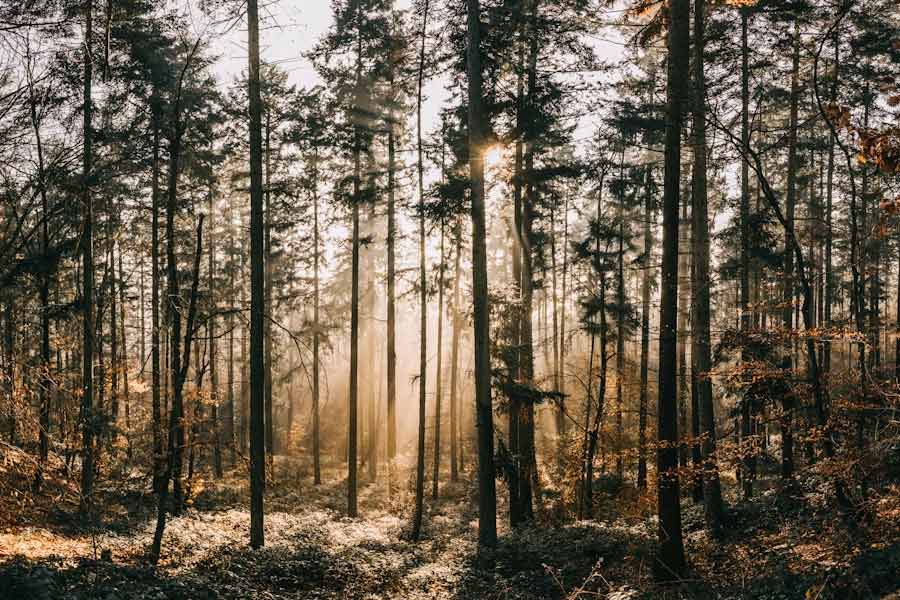 সেবাস্টিয়াও বলেছিলেন, ‘‘পৃথিবীতে গাছই একমাত্র জিনিস যা কার্বন ডাই অক্সাইড থেকে অক্সিজেন তৈরি করতে পারে। প্রকৃতিই আমাদের কাছে বিশ্বসমান। আমরা যদি নিজেদের সাধ্যমতো পৃথিবীকে কিছু না দিতে পারি তা হলে আমাদেরই ভুগতে হবে।’’