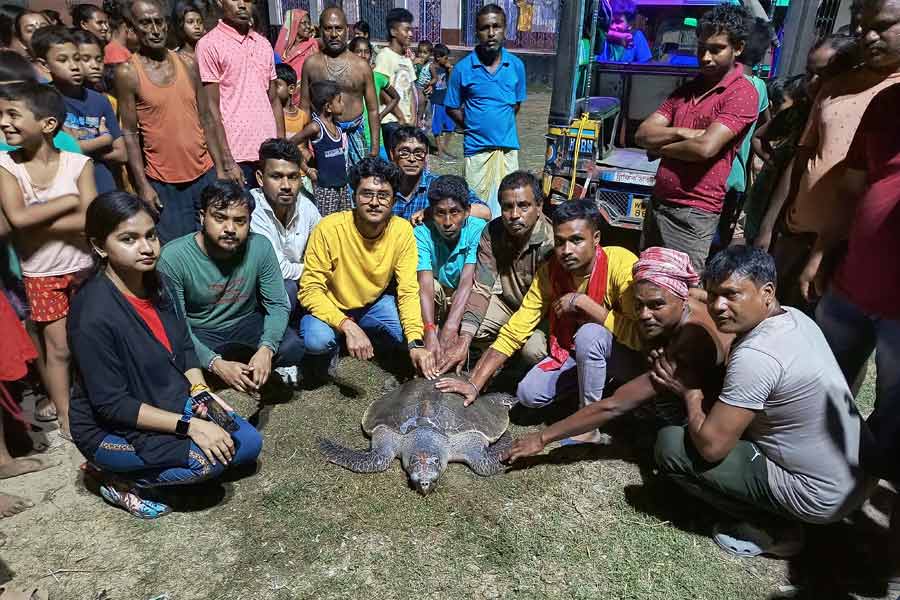 Olive Ridley sea turtle rescued from Rupnarayan River at Howrah dgtld