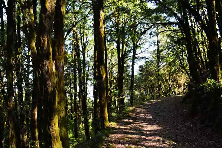 বিনসরের এই গা ছমছমে পরিবেশে কেএমভিএন-এর রিসর্টে রাতে থাকারও ব্যবস্থা আছে। অনেকেই জঙ্গলের অনুভূতি পেতে এখানে অন্তত একটি রাত কাটিয়ে থাকেন। 