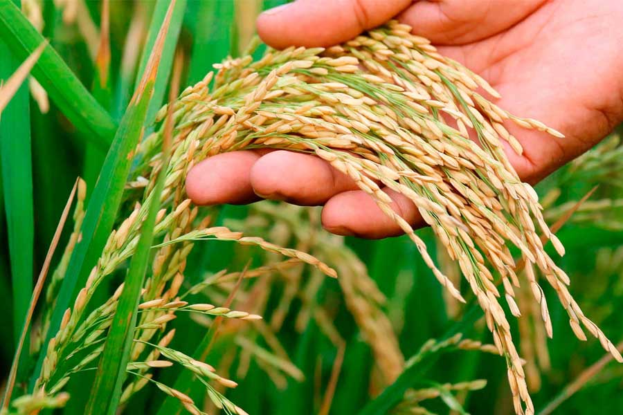 Our Opinion:  Neither central nor state governments are able to buy enough paddy and wheat from the market even with the minimum support price to the farmers
