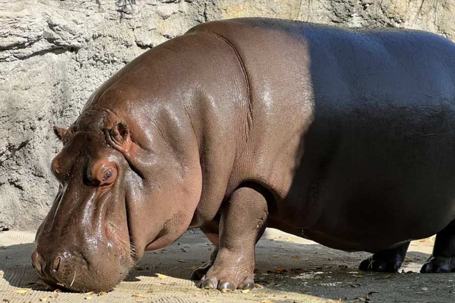 Hippopotamus Resident Initially Identified as Male Revealed to Be Female After 7 Years