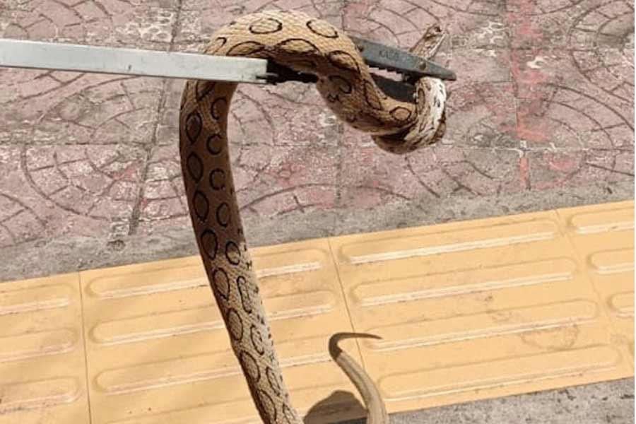 Poisonous snake found inside toilet at Visva Bharati