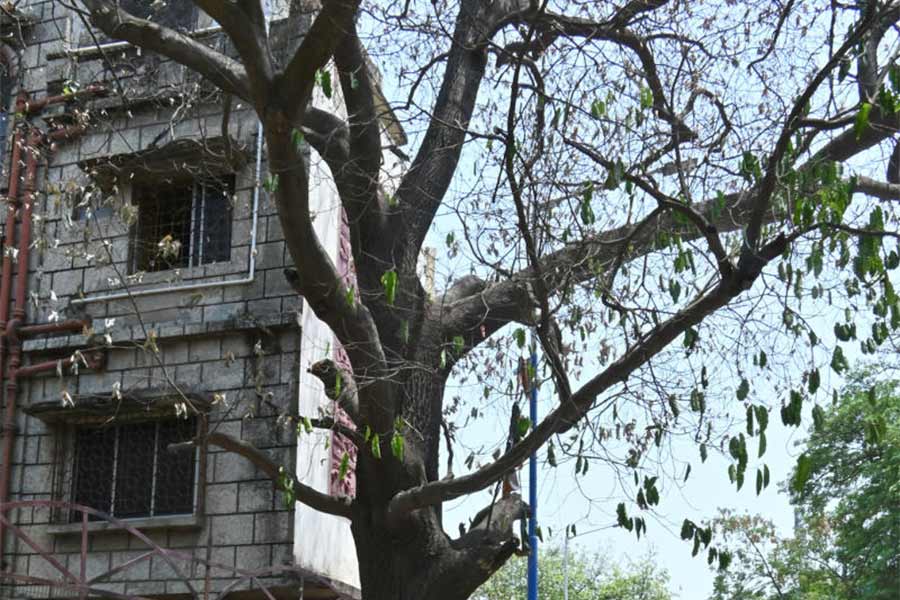 Famous Bakul tree of Bakultala is dying due to lack of Maintainence