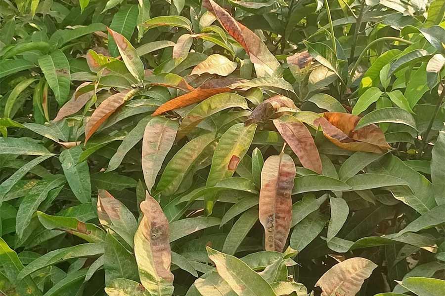Saplings of Mango getting damaged due to intense heatwave