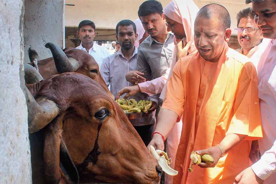 In BJP campaign for Lok Sabha Election 2024 Uttar Pradesh CM and Yogi Adityanath says, Congress wants to give minorities right to eat beef dgtl
