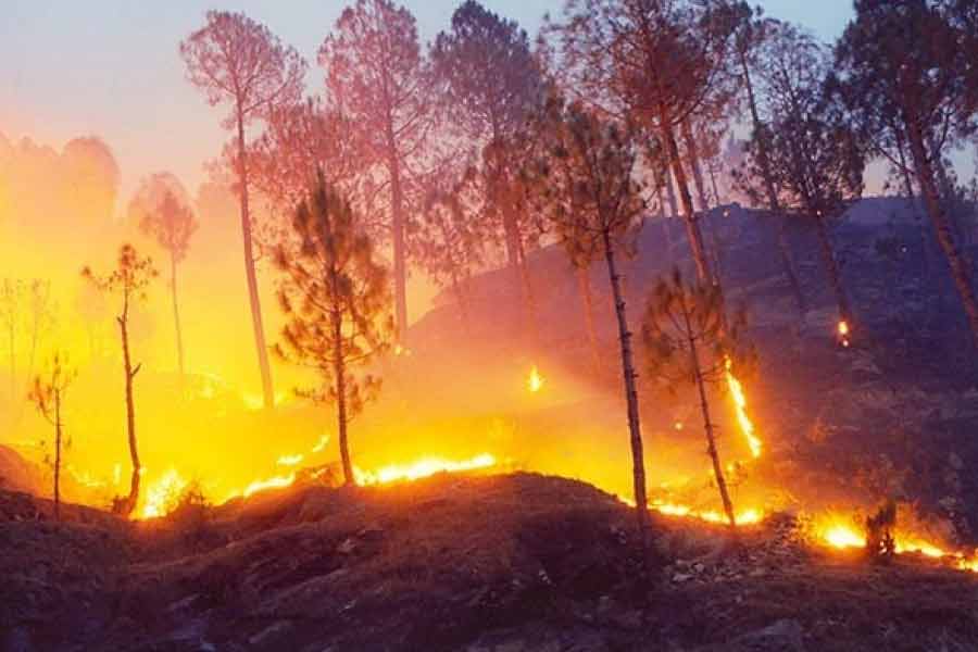 Forest fire of Nainital reaches Uttarakhand High Court colony