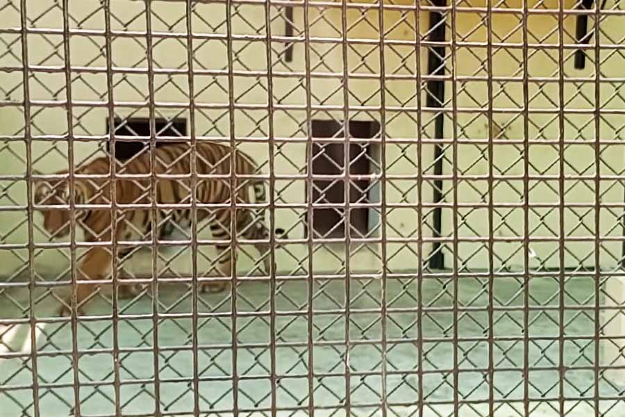 Alipore Zoo makes special arrangements for animals ongoing heatwave in Kolkata dgtl