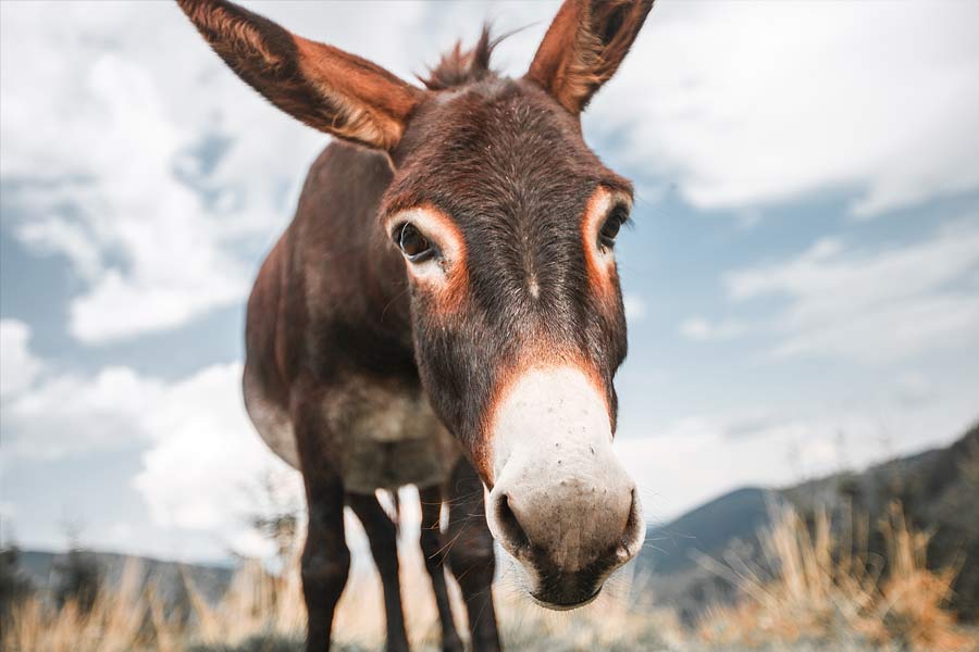 Millions of donkeys killed each year to make medicine in China