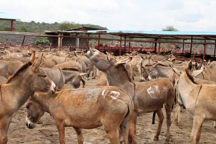 Millions of donkeys killed each year to make medicine in China