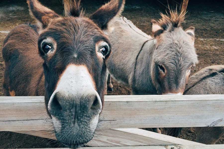 Millions of donkeys killed each year to make medicine in China