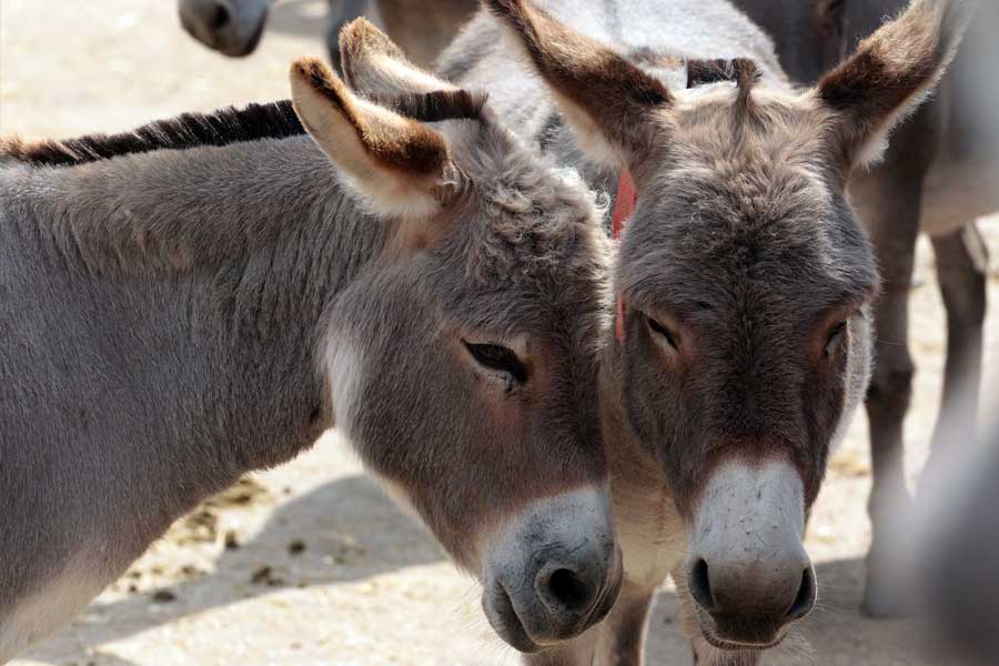 Millions of donkeys killed each year to make medicine in China