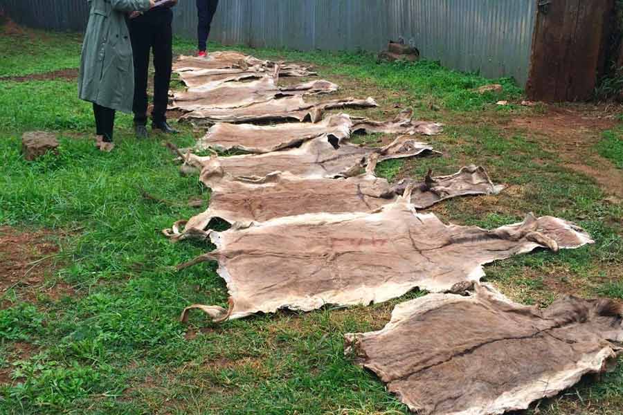 Millions of donkeys killed each year to make medicine in China