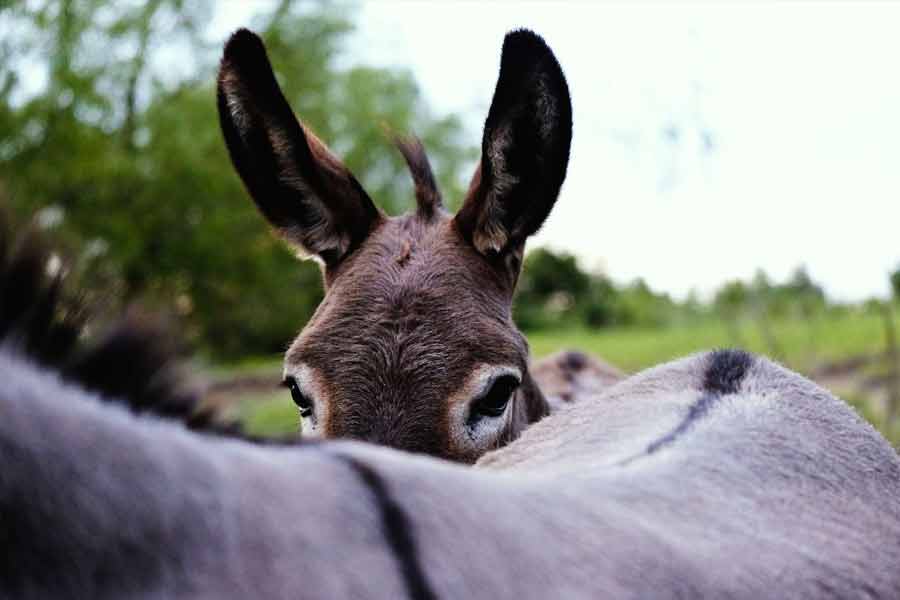 Millions of donkeys killed each year to make medicine in China