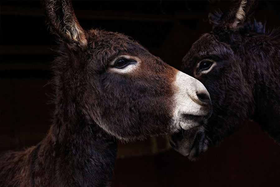 Millions of donkeys killed each year to make medicine in China
