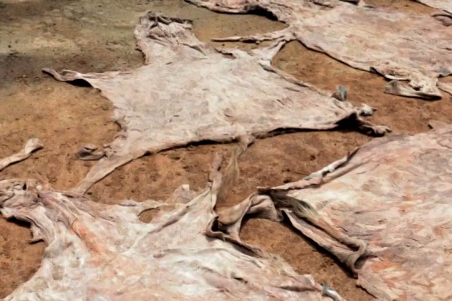 Millions of donkeys killed each year to make medicine in China