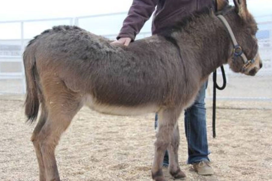 Millions of donkeys killed each year to make medicine in China