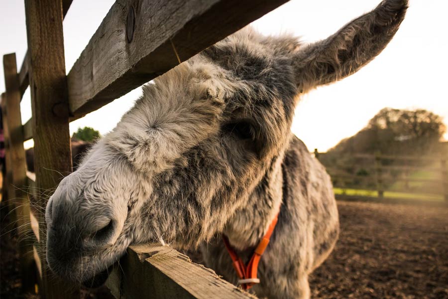 Millions of donkeys killed each year to make medicine in China