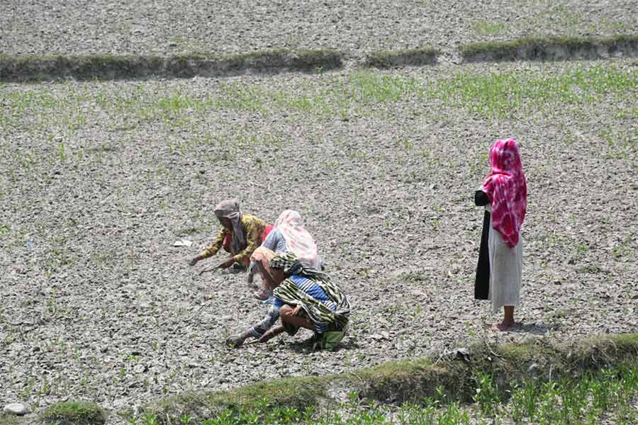 Farmers  of Cooch Behar worried as Jute plants are getting destroyed due to intense heat