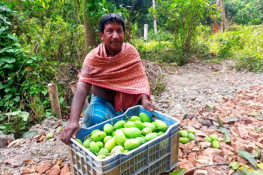 Farmers worried as mangoes are falling off trees due to intense heat