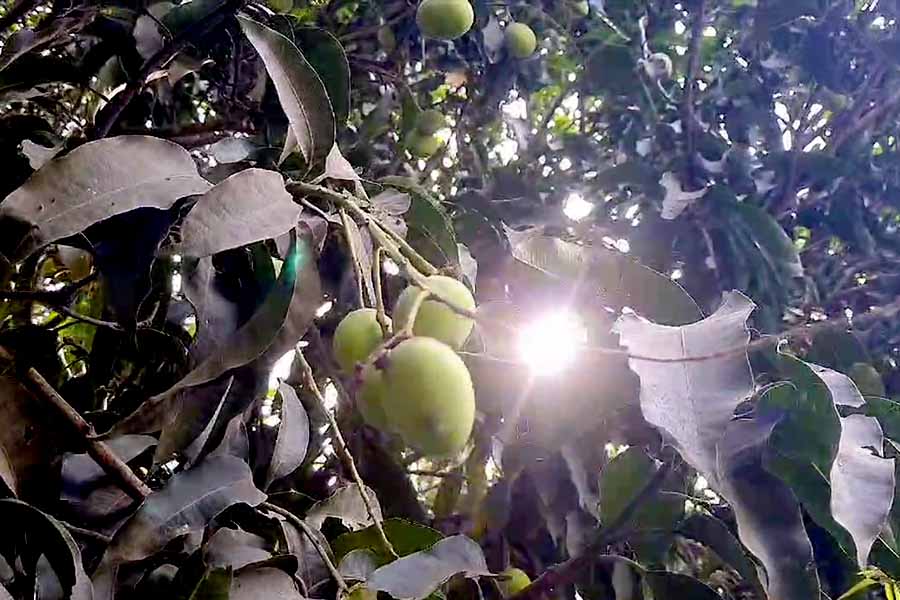 Mango Production in Malda District of West Bengal likely to decrease by 50 percent this year due to unfavourable weather condition dgtld