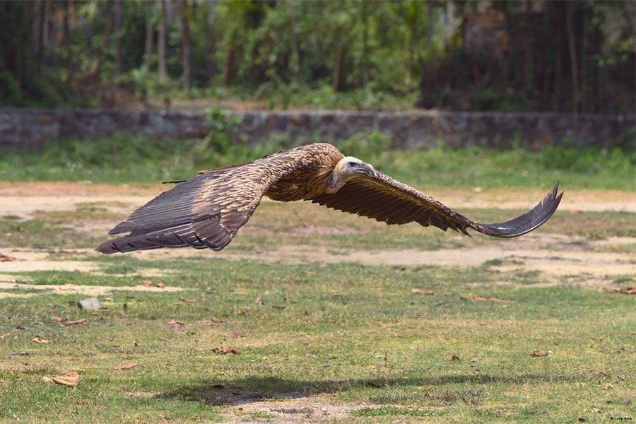 15 Himalayan Griffon Vultures released back into the wild in Assam after recovery from food poisoning dgtld