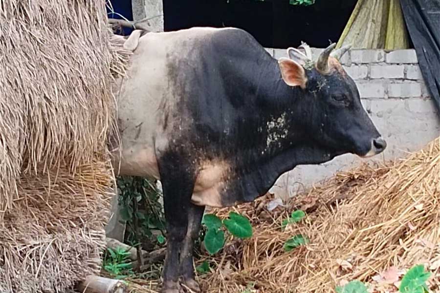 আদরের ‘ভোলেবাবা’র ত্রাসে আতঙ্কিত গ্রাম।