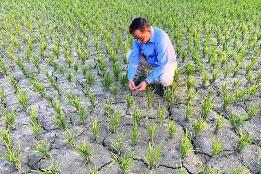 বৃষ্টির অভাবে রায়গঞ্জের হাতিয়ায় ধানের জমির মাটি শুকিয়ে ফেটে গিয়েছে। তা পরিদর্শন করছেন জেলা কৃষি উপ অধিকর্তা।