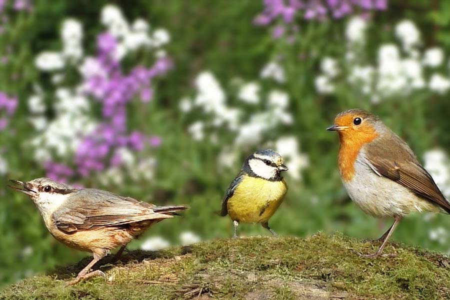 Flowers that will attract birds to your garden