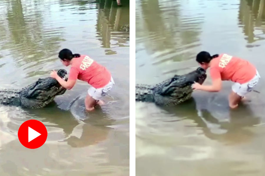 Viral Video of woman kisses crocodile