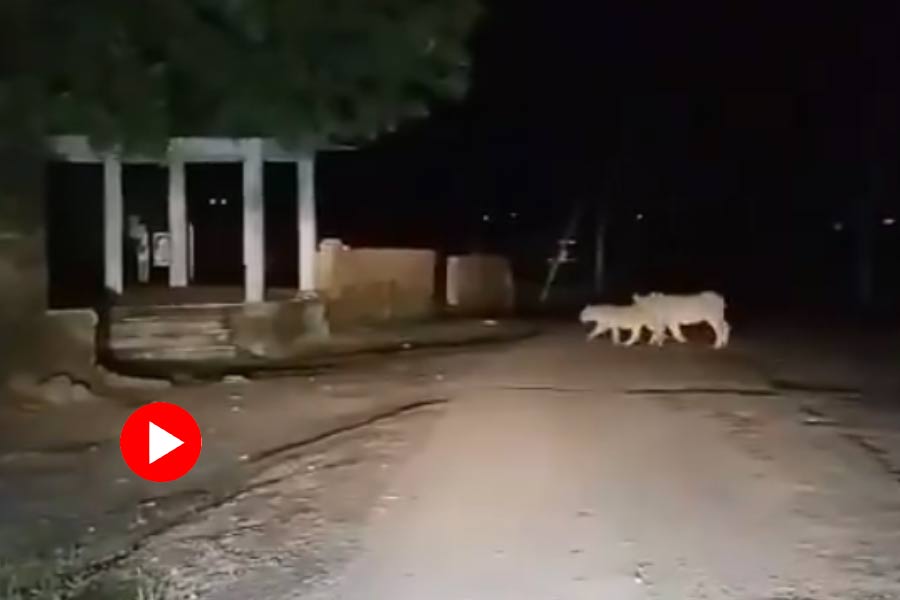 13 lions crossed the road near the Gir national park at night, video went viral