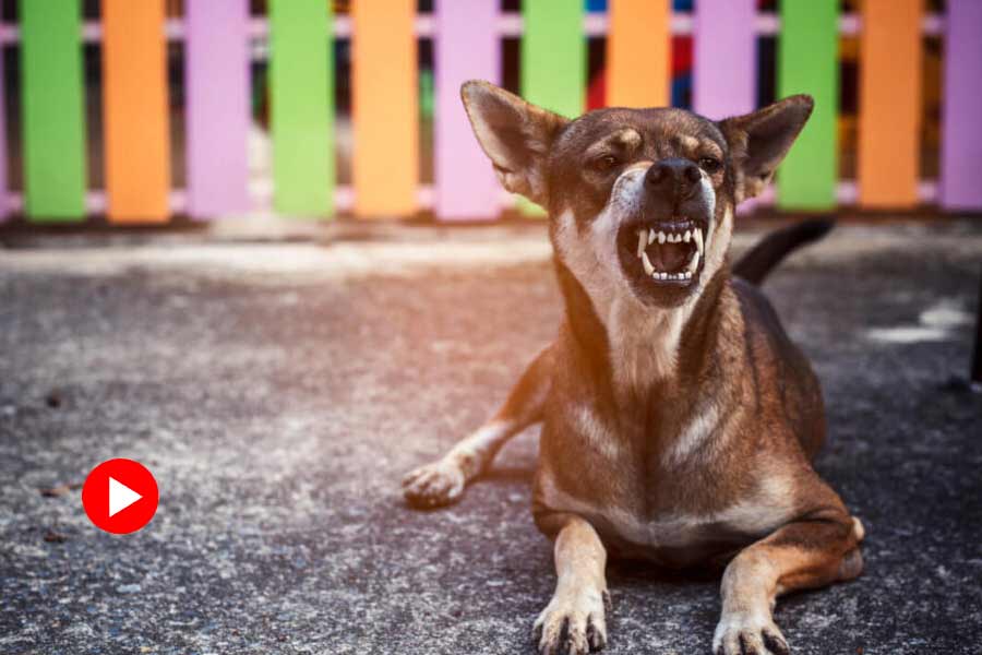 Three dogs chased away a leopard from a house in Nainital, video went viral