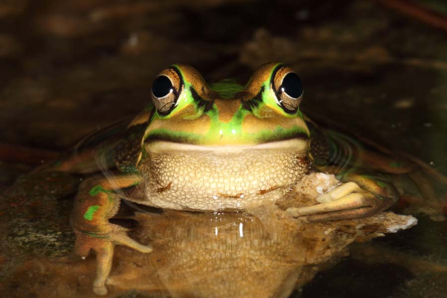 Female frogs may consume after breeding